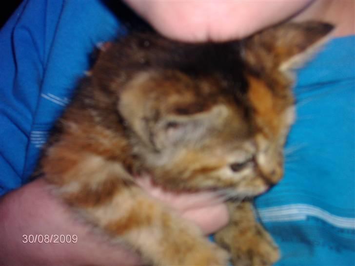 Huskat STJERNE billede 6