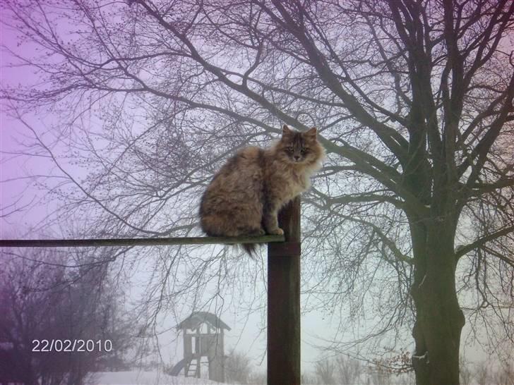 Blanding af racer Perle billede 7