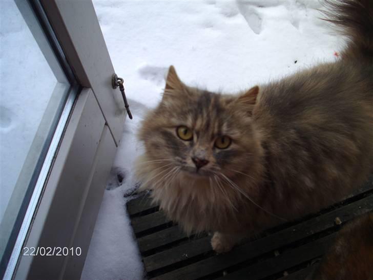 Blanding af racer Perle billede 8