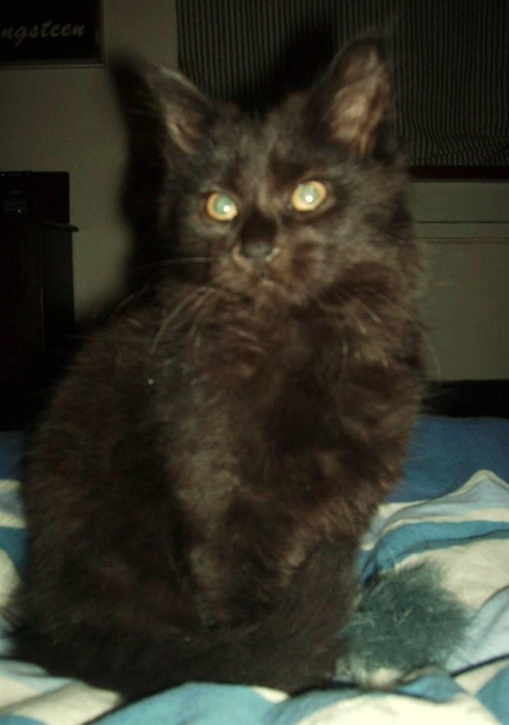 Maine Coon Bjørn  - Bjørn! billede 1