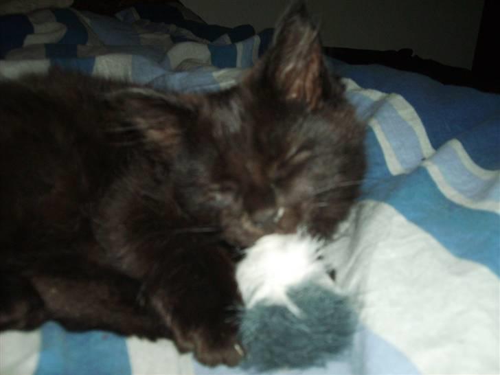 Maine Coon Bjørn  - Pelstingen :) billede 2