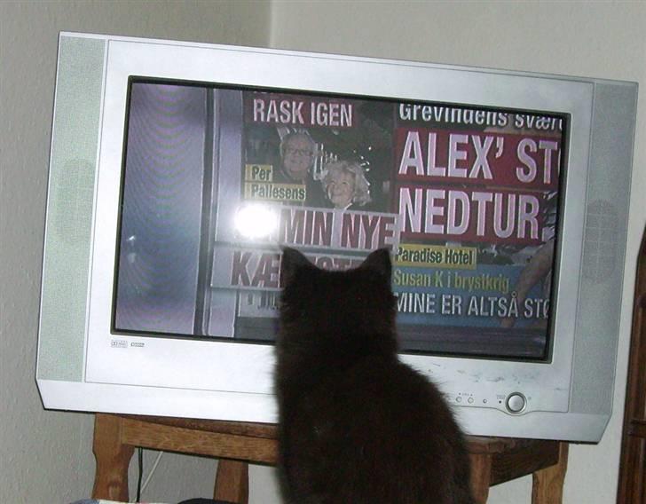 Maine Coon Bjørn  - Det er altid rart med lidt tv :) billede 3