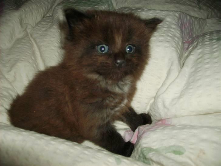 Maine Coon Bjørn  - Bjørn som baby! ;D billede 4