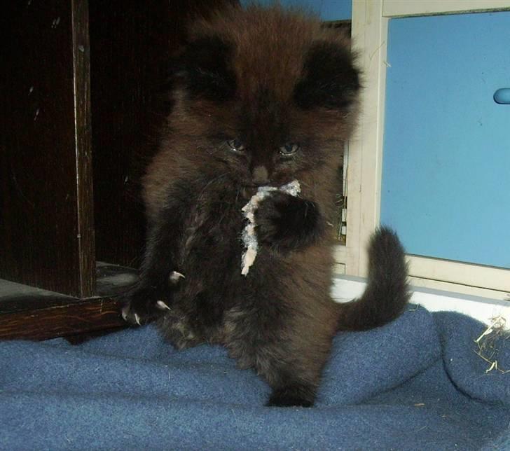 Maine Coon Bjørn  - Han lever jo op til sit navn! billede 5