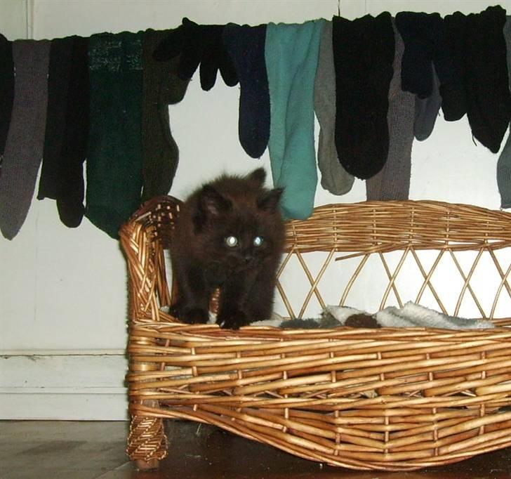 Maine Coon Bjørn  - I hundekurven :) billede 6