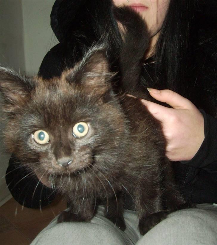 Maine Coon Bjørn  - Får du øje på noeget? billede 7