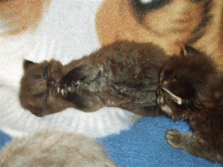 Maine Coon Bjørn  - Angrib! billede 8