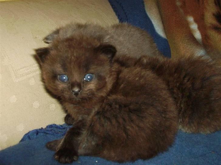 Maine Coon Bjørn  - Hallo?  billede 9