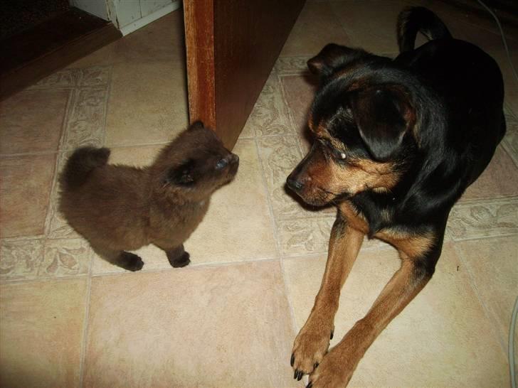 Maine Coon Bjørn  - Bjørn & Anja vores hund billede 10