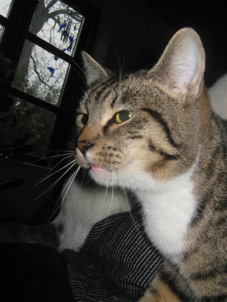 Blanding af racer Rubin billede 12