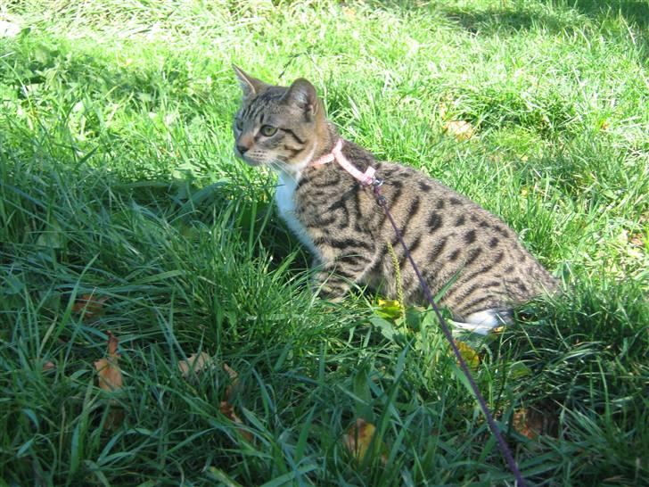 Blanding af racer Rubin billede 13