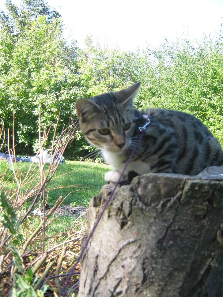 Blanding af racer Rubin billede 14