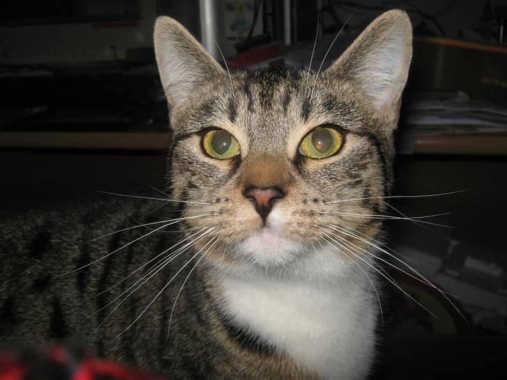 Blanding af racer Rubin billede 15