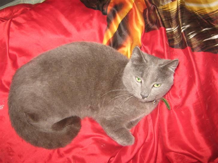 Blanding af racer Bobby billede 9