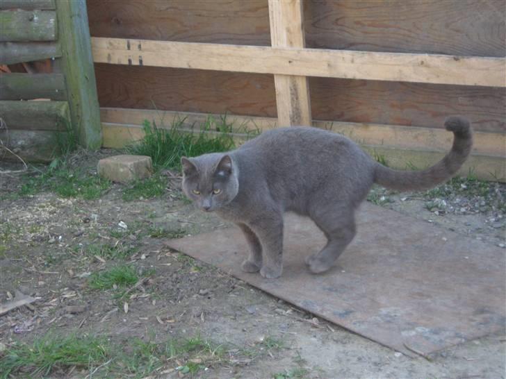 Blanding af racer Bobby billede 10