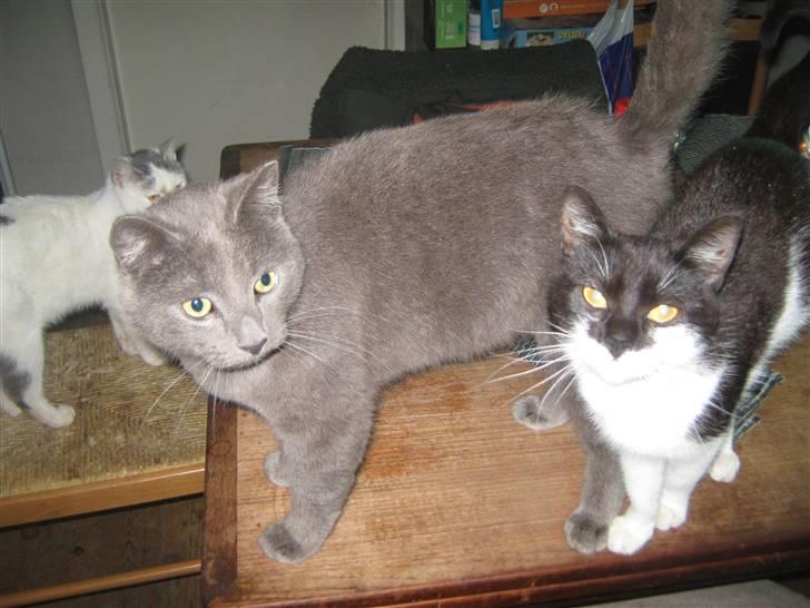 Blanding af racer Bobby billede 11