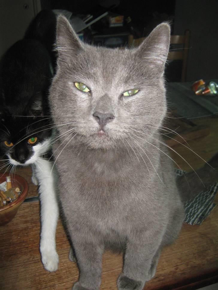 Blanding af racer Bobby billede 12