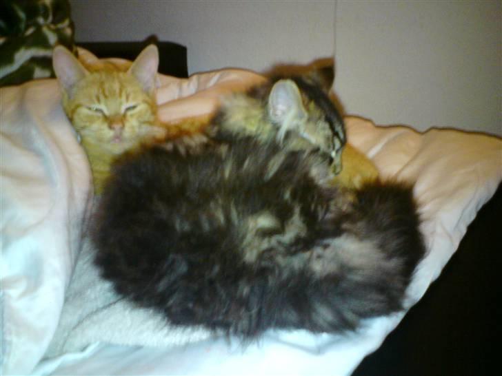 Blanding af racer Elmo billede 2