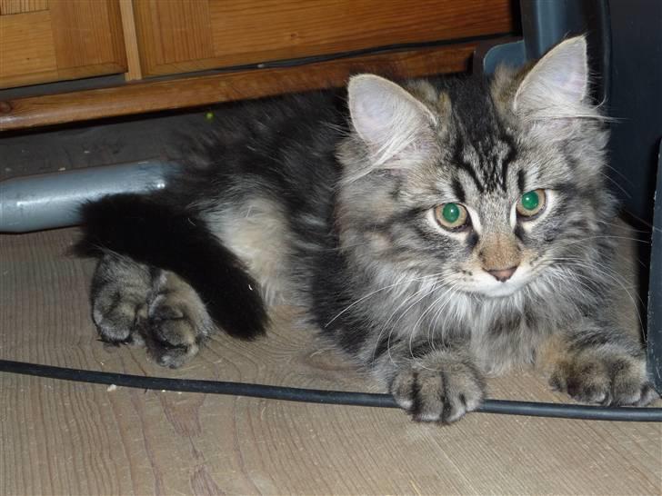 Blanding af racer Elmo billede 3