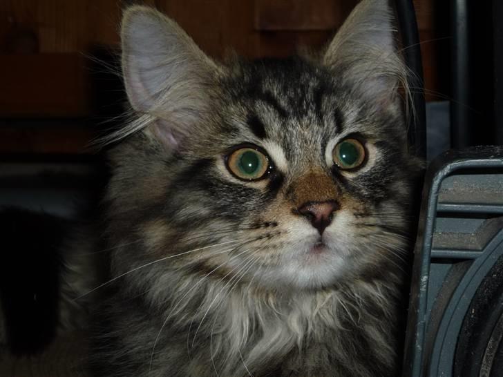 Blanding af racer Elmo billede 4