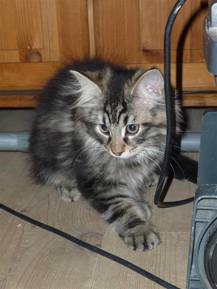 Blanding af racer Elmo billede 5