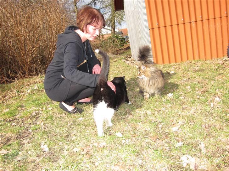 Norsk Skovkat Hippentossen´s Rind* <3 SAVNET!! - marts 2011 billede 13