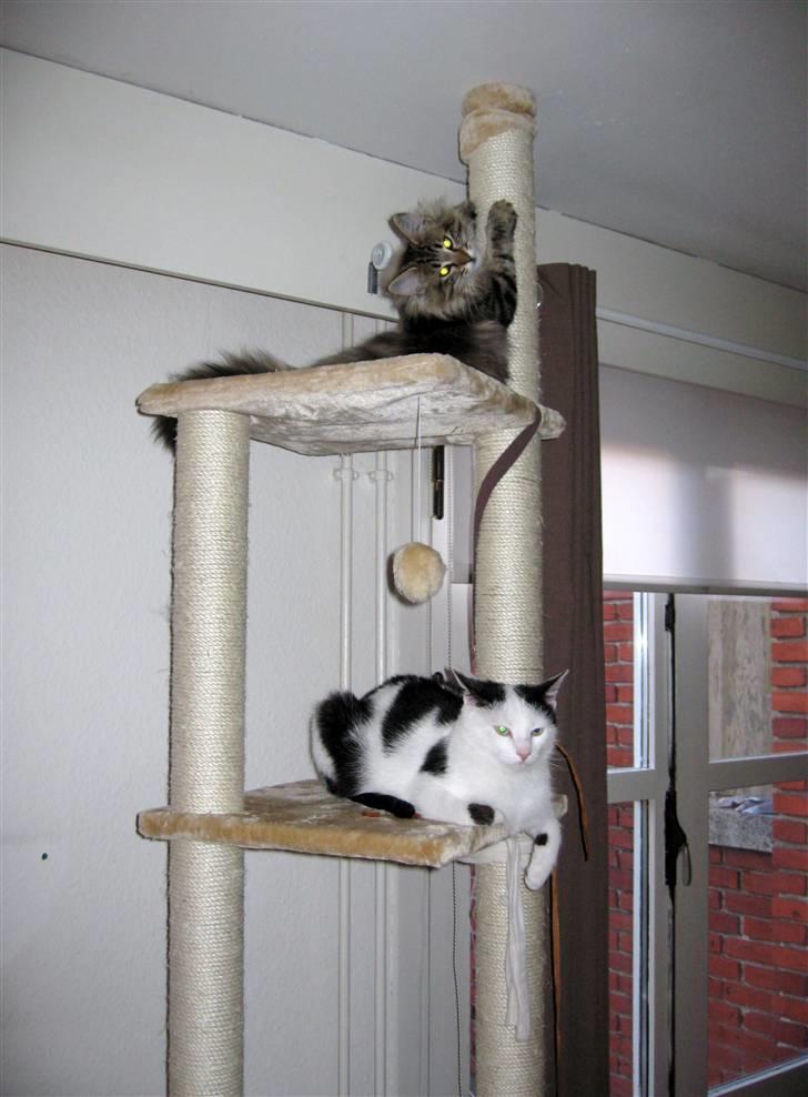 Norsk Skovkat Hippentossen´s Rind* <3 SAVNET!! - 4 mdr. gammel billede 14