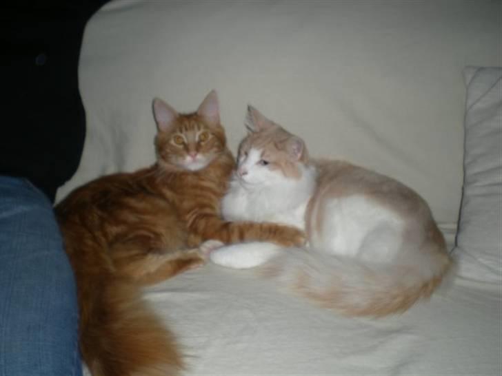 Maine Coon Oscar billede 6