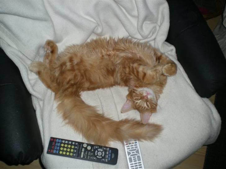 Maine Coon Oscar billede 7