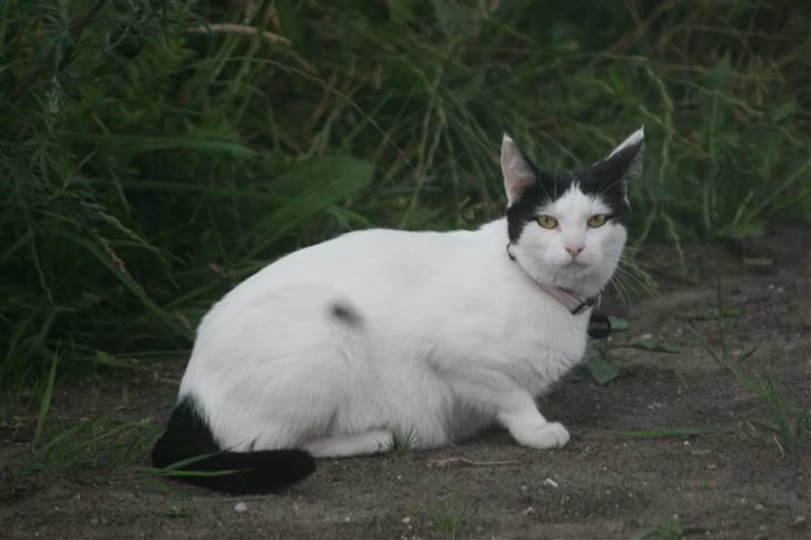 Huskat Snehvide - *NYT* billede 2