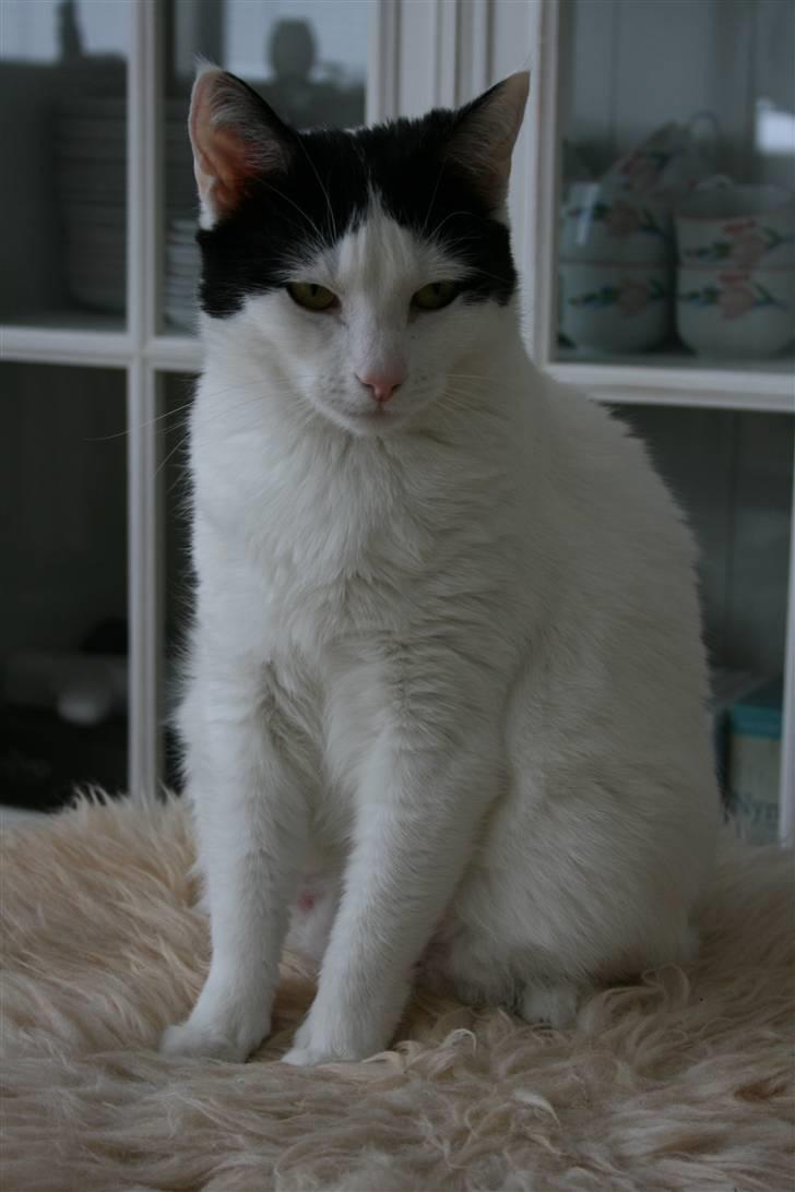 Huskat Snehvide billede 3