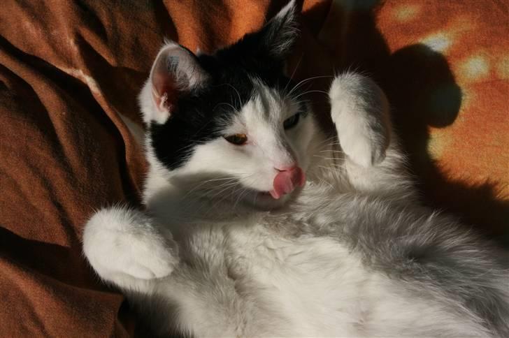 Huskat Snehvide billede 4