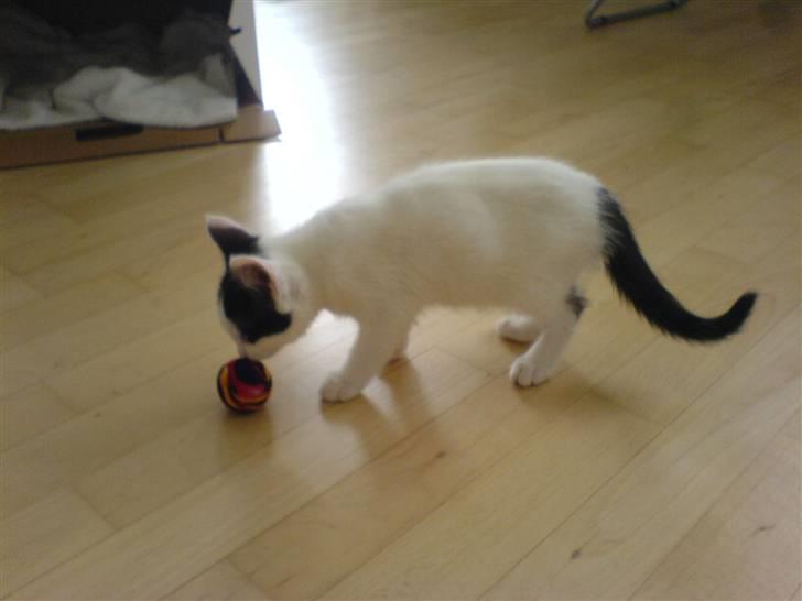 Huskat Snehvide - i 2008, da hun var killing :D billede 5