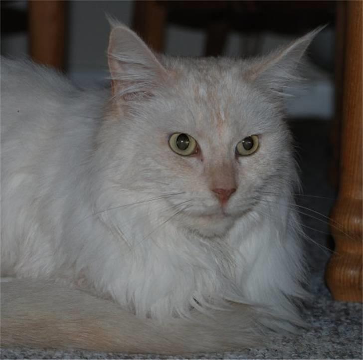 Maine Coon Mizzi - R.I.P billede 9