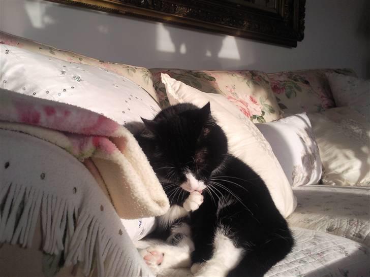 Blanding af racer Feline billede 9