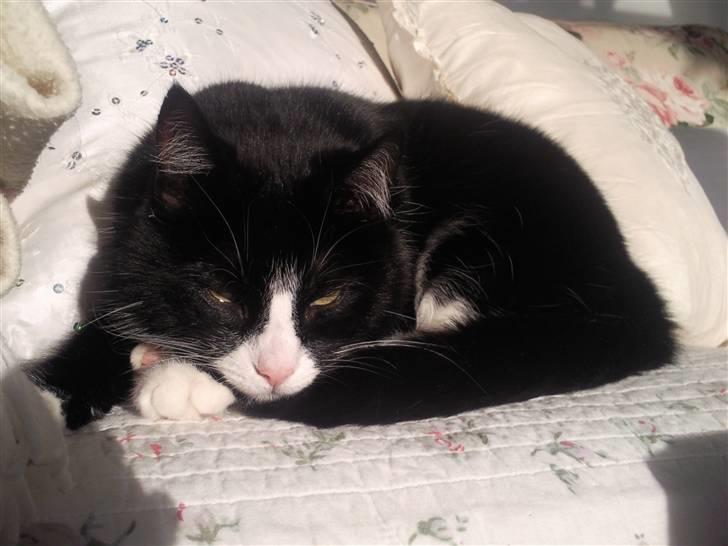 Blanding af racer Feline billede 10