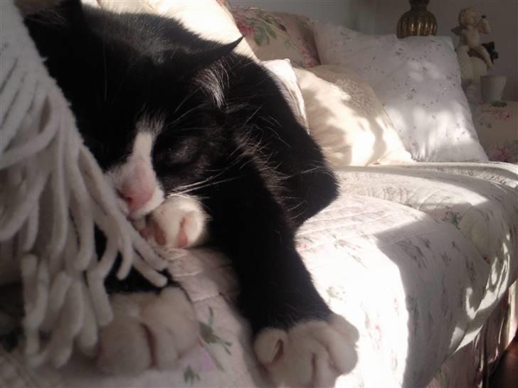 Blanding af racer Feline billede 11