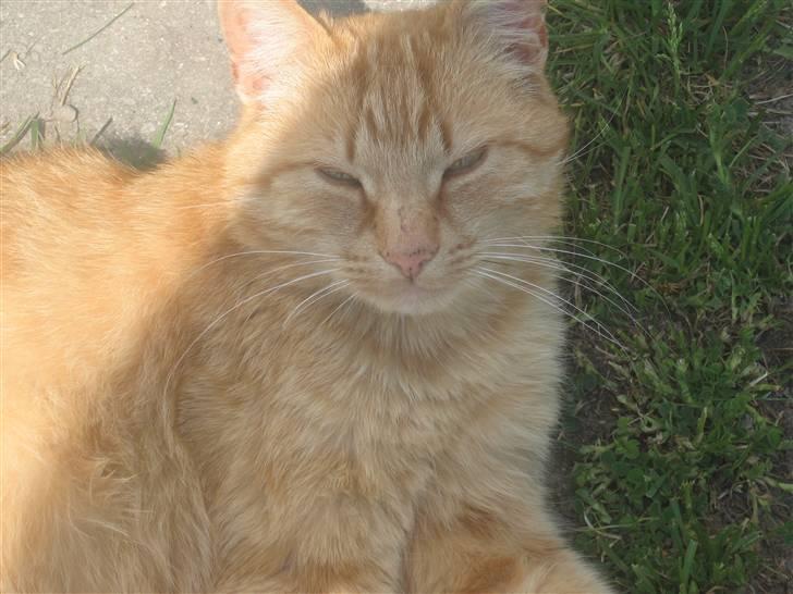 Blanding af racer Misser R.I.P *Elsket* billede 1