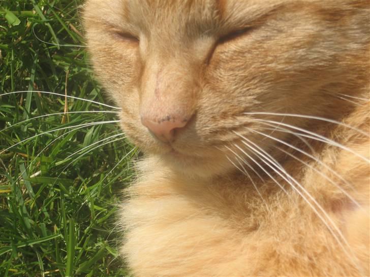 Blanding af racer Misser R.I.P *Elsket* billede 2