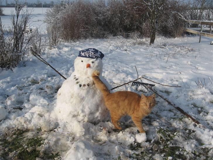 Blanding af racer Misser R.I.P *Elsket* billede 3