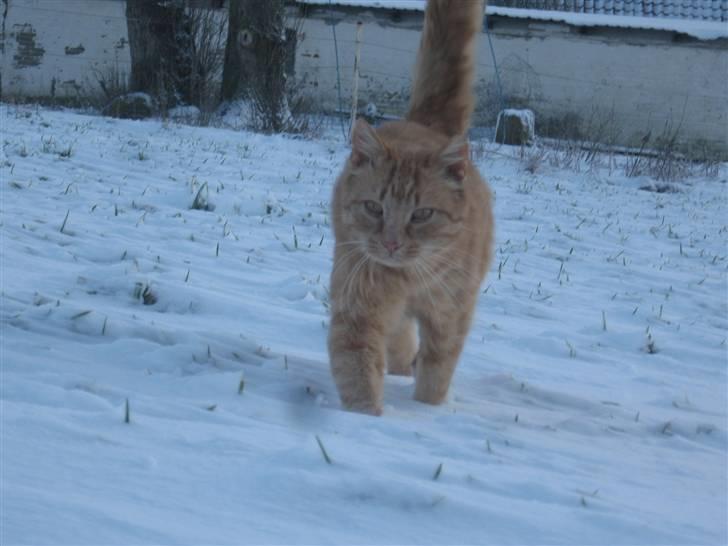 Blanding af racer Misser R.I.P *Elsket* billede 4