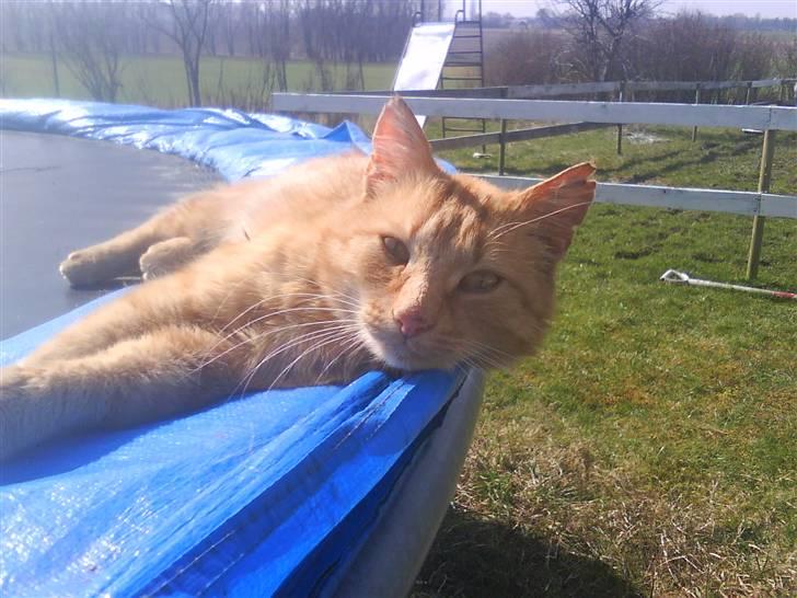 Blanding af racer Misser R.I.P *Elsket* billede 6