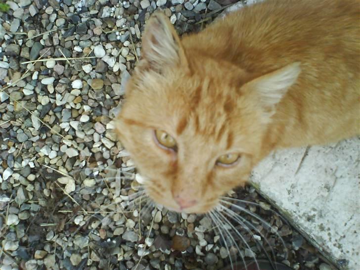 Blanding af racer Misser R.I.P *Elsket* billede 7