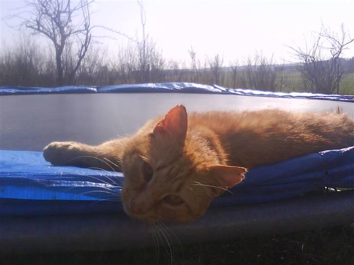 Blanding af racer Misser R.I.P *Elsket* billede 8