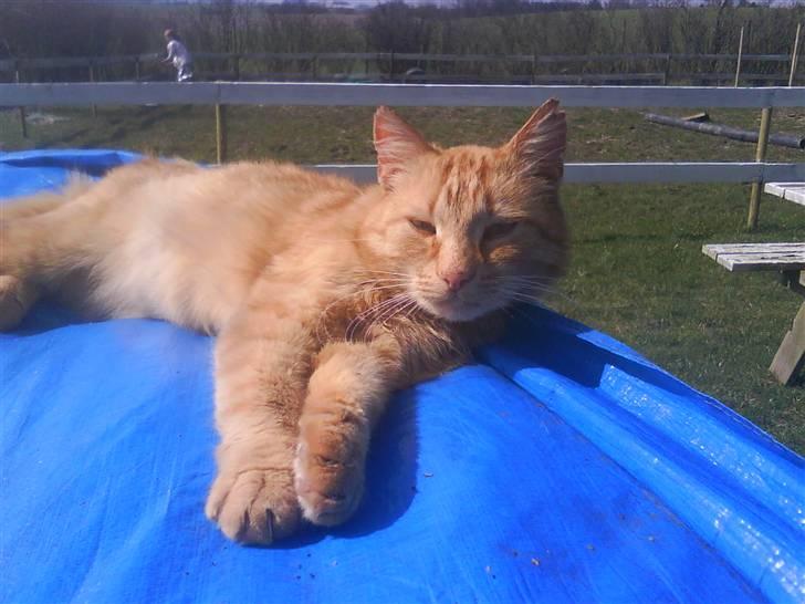 Blanding af racer Misser R.I.P *Elsket* billede 9