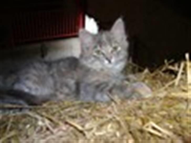 Blanding af racer Perle billede 9