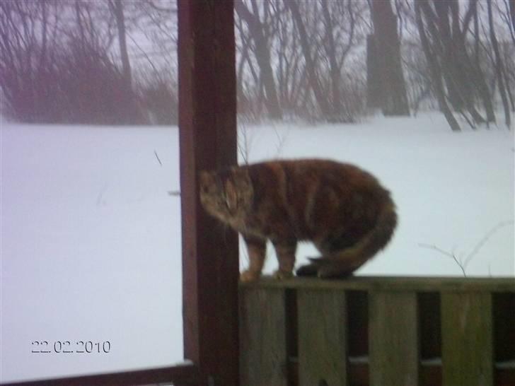 Huskat STJERNE billede 7