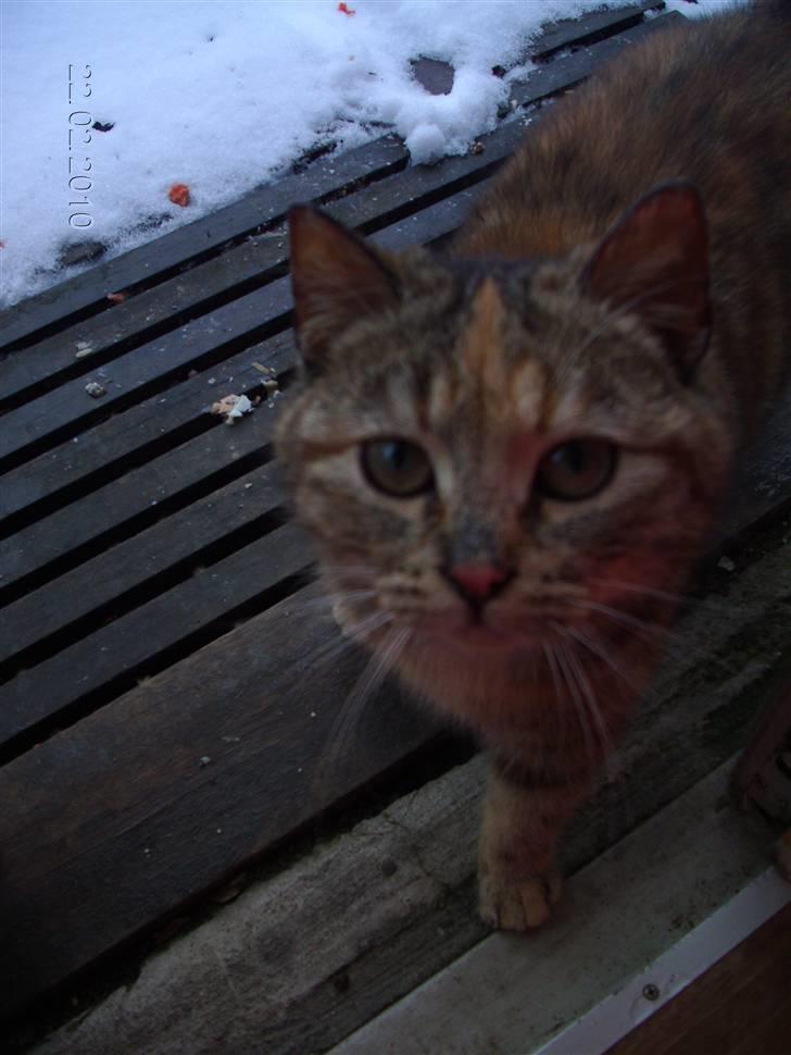 Huskat STJERNE billede 8