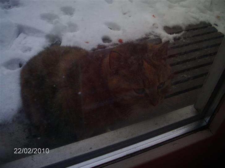 Huskat STJERNE billede 9