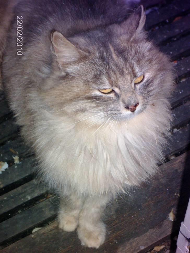 Blanding af racer Perle billede 10